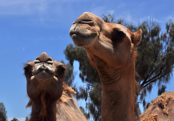 stock image Two camels