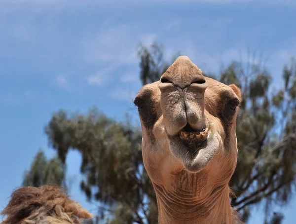 Επικεφαλής της καμήλας — Φωτογραφία Αρχείου