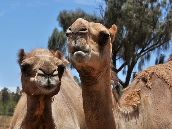 stock image Two camels