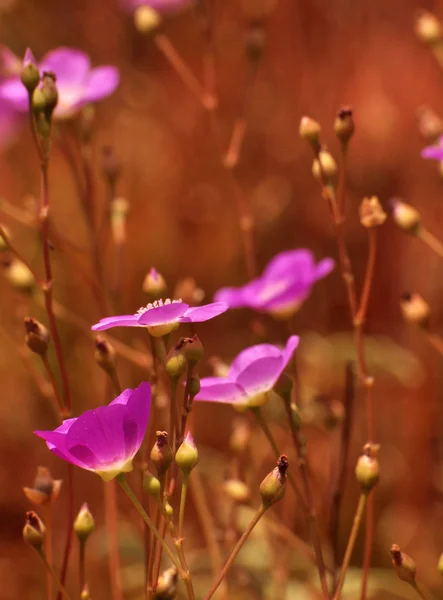 紫の花の花 — ストック写真