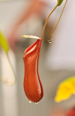 Nepenthes clipart