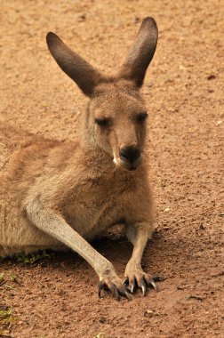 doğada kanguru
