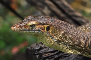 Lace Goanna (Varanus varius) clipart