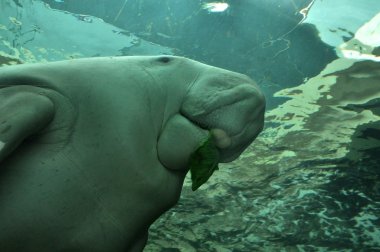 Dugong swimming in the water clipart