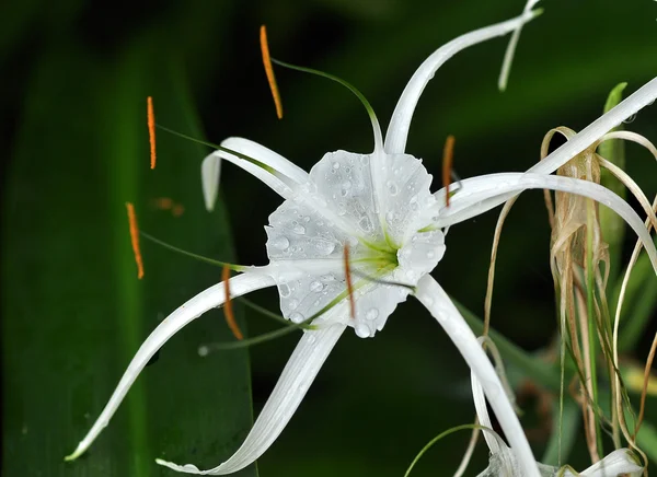 Kwiat biały tendrilled — Zdjęcie stockowe