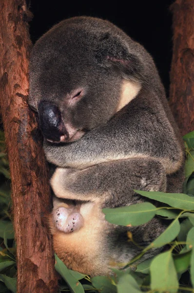 Koala upp i ett träd — Stockfoto