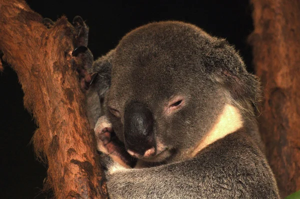 Koala upp i ett träd — Stockfoto