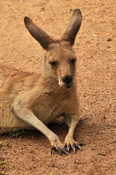 Känguru i naturen — Stockfoto