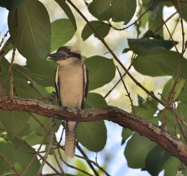 Kookaburra pták v Austrálii — Stock fotografie