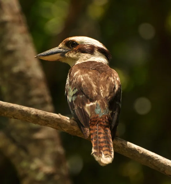 Kookaburra bird in Australia — Stock Photo, Image