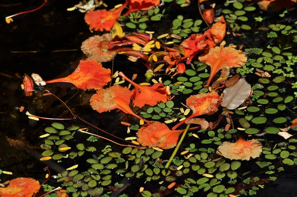 Hermosa flor delonix regia en el agua —  Fotos de Stock