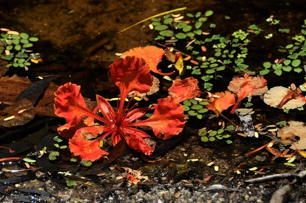 Hermosa flor delonix regia en el agua —  Fotos de Stock
