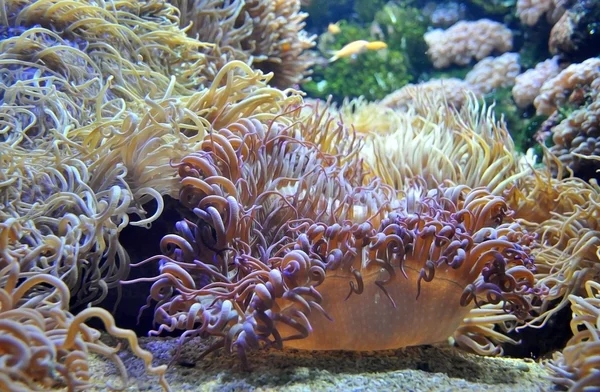 Underwater world — Stock Photo, Image