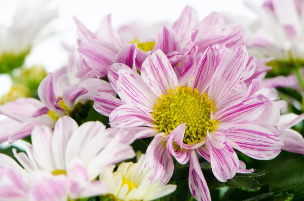 Güzel kasımpatı çiçekleri — Stok fotoğraf