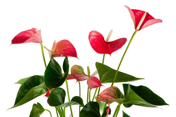 Beautiful Anthedesia anthurium — Stock Photo, Image