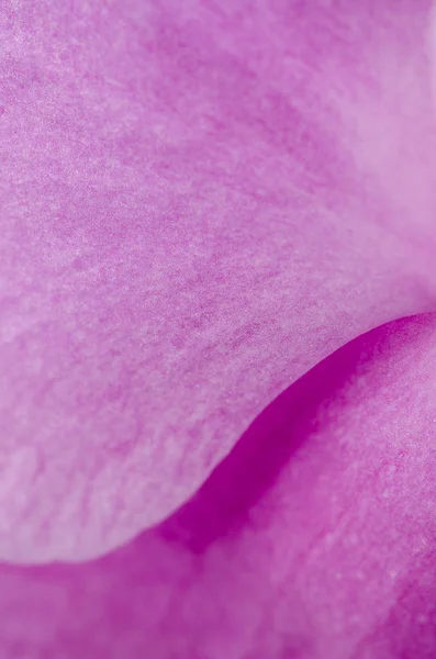 Primo piano di bella orchidea rosa — Foto Stock