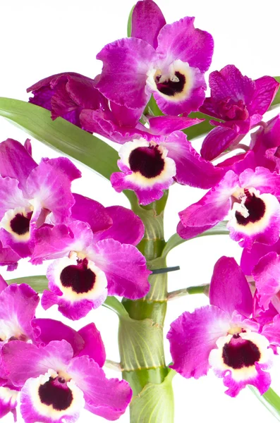 Orchid — Stock Photo, Image