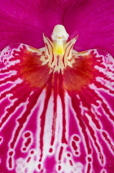 Orchidea di Pansy - Cascate senza legge di Miltonia — Foto Stock
