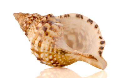 Sea shell clipart