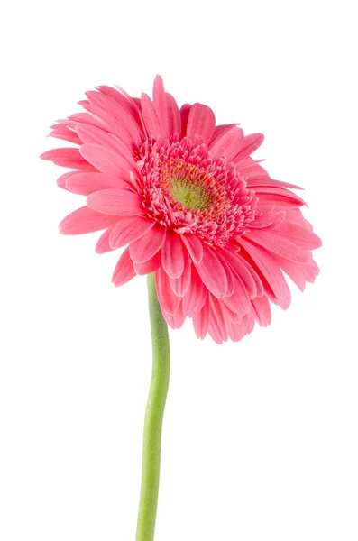 Рожева гербера ромашкова квітка — стокове фото