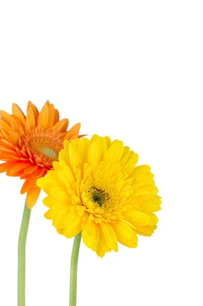 Två gerbera daisies — Stockfoto
