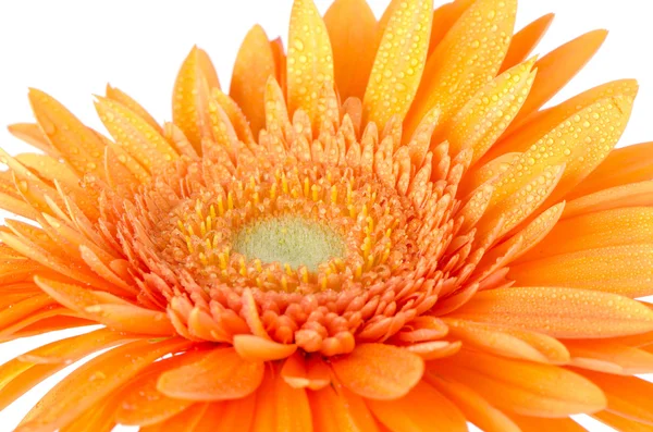 Orange gerbera daisy Stock Picture