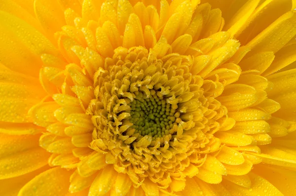 Gelbe Gerbera-Blüte — Stockfoto