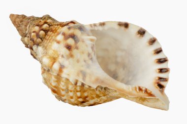 Sea shell clipart