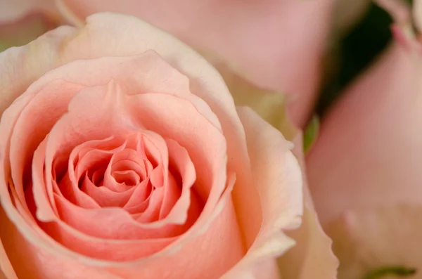 Roze roos bloem — Stockfoto