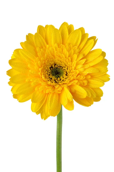 Gerbera żółty stokrotka kwiat — Zdjęcie stockowe