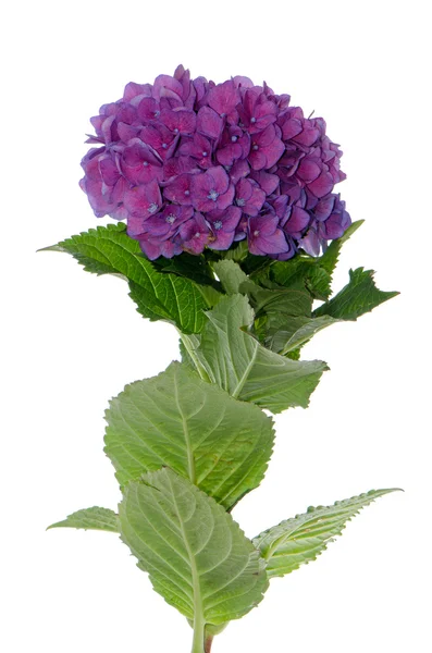 stock image Lacecap Hydrangea (macrophylla normalis)