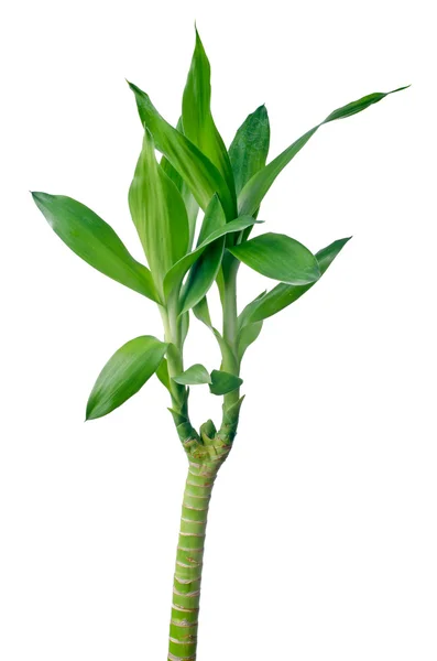 Bambu hijau — Stok Foto