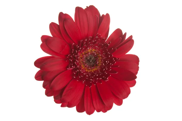 빨간 거 베라 꽃 — 스톡 사진