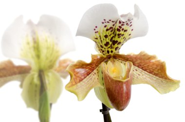 İşler orkide (Paphiopedilum Maudiae, yakın çekim)