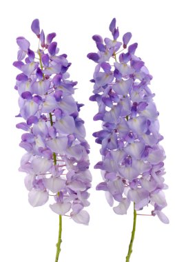 Wisteria çiçekler