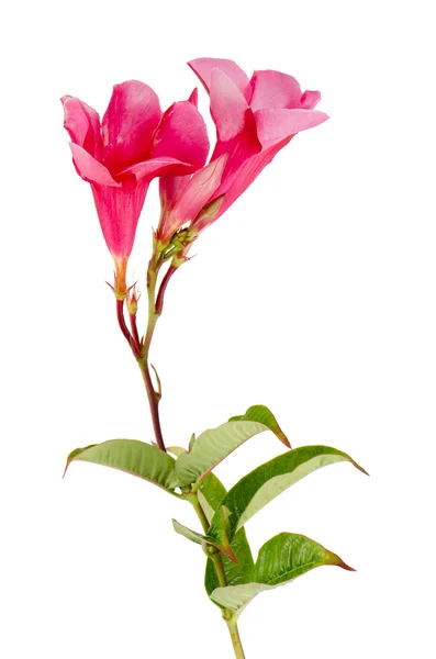 Красива рожева квітка гібіскуса — стокове фото