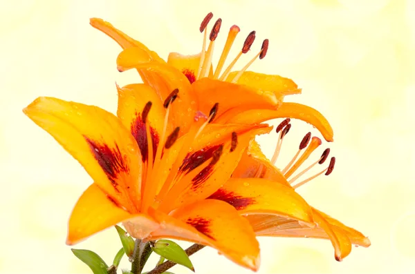 Orange lily flowers — Stock Photo, Image