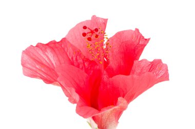 Pink hibiscus blossom detail clipart