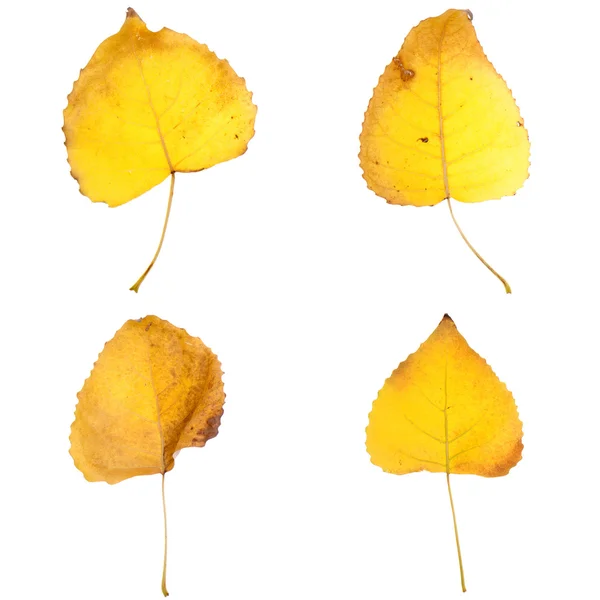 Four fall leaves — Stock Photo, Image