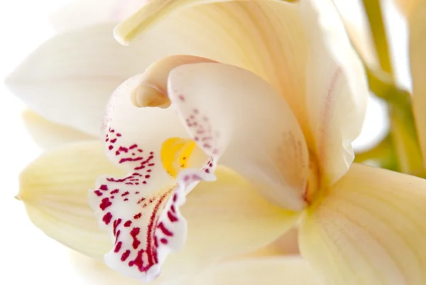 Orkide çiçek yakın çekim, seçici odak — Stok fotoğraf