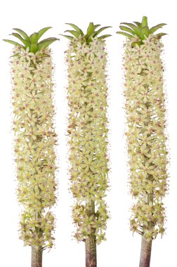 eucomis çiçek