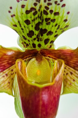 İşler orkide (Paphiopedilum Maudiae, yakın çekim)