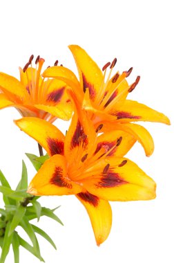 Orange lily flowers clipart