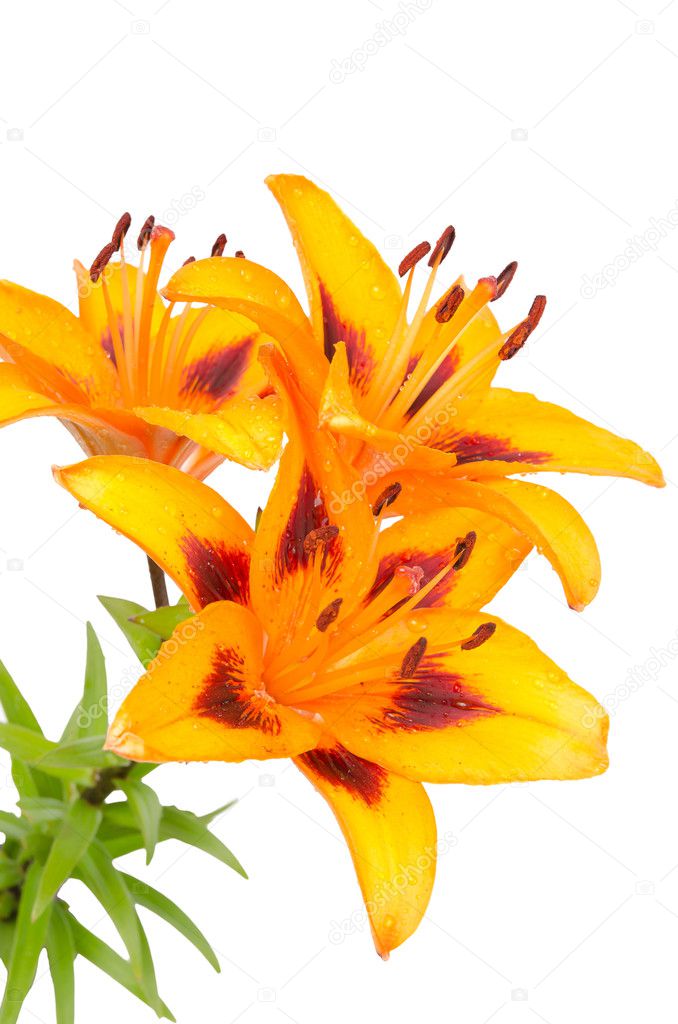 Flores de lirio naranja: fotografía de stock © homydesign #9408760 |  Depositphotos
