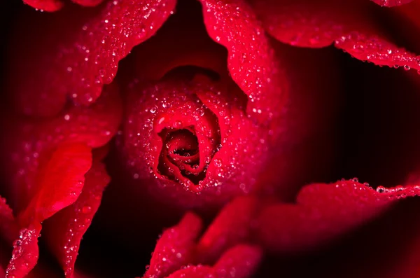 Primo piano rosa rossa — Foto Stock