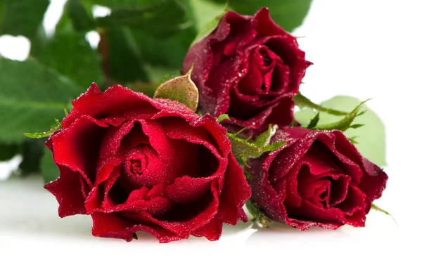 Bársonyos vörös rózsa csokor — Stock Fotó