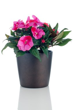 Beautiful pink impatiens flowers clipart