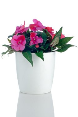 Beautiful pink impatiens flowers clipart