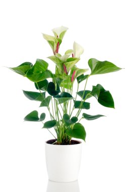 Beautiful Anthedesia anthurium clipart