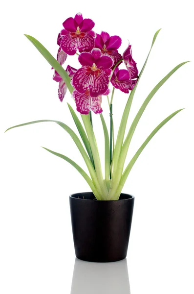 Bratek orchidea - miltonia bezprawia spada — Zdjęcie stockowe